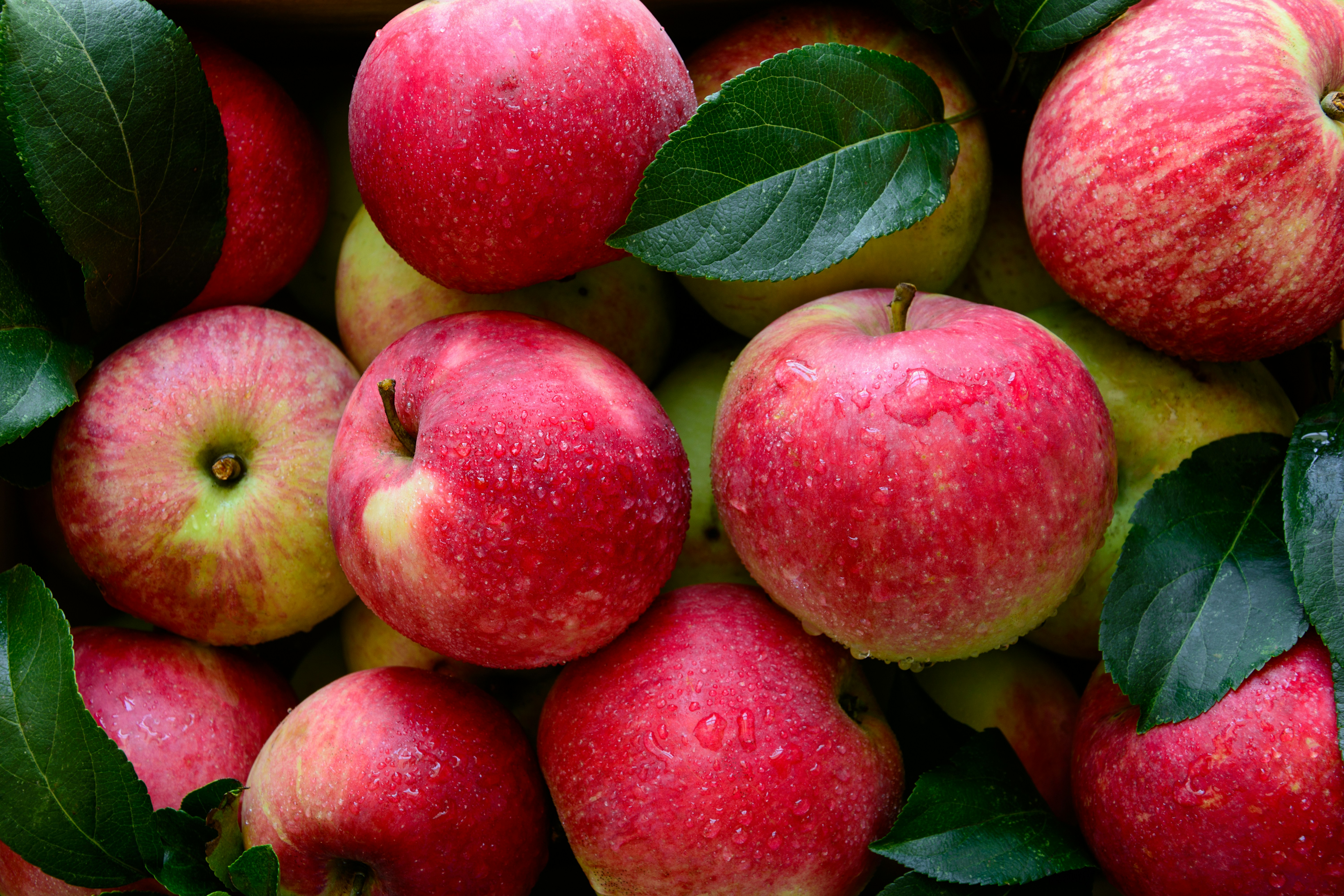 Comment conserver les pommes ?